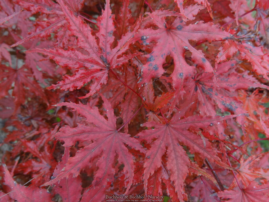 Acer palmatum 'Right Fred' Japanese Maple