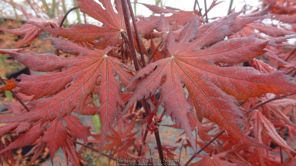 Acer palmatum 'Right Fred' Japanese Maple