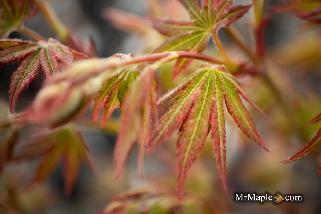 Acer palmatum 'Radiant™' Japanese Maple