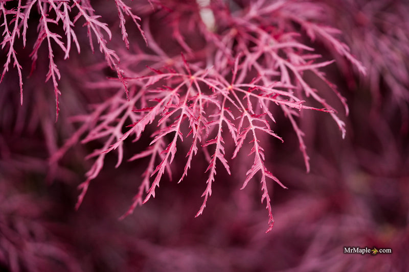 Acer palmatum 'Red Feathers' Dwarf Japanese Maple