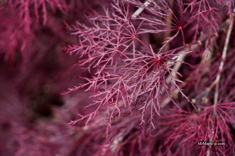 Acer palmatum 'Red Feathers' Dwarf Japanese Maple