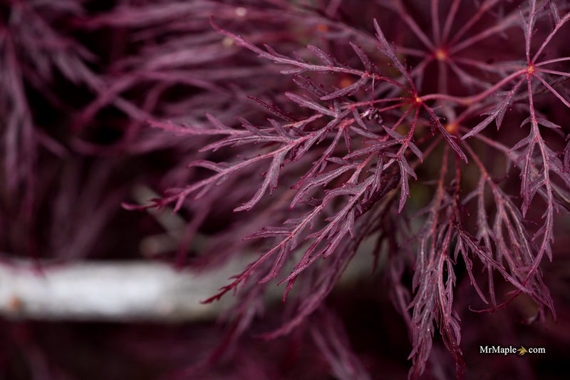 Acer palmatum 'Red Feathers' Dwarf Japanese Maple