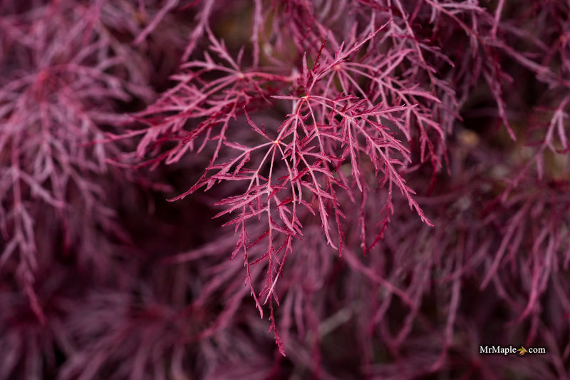 Acer palmatum 'Red Feathers' Dwarf Japanese Maple