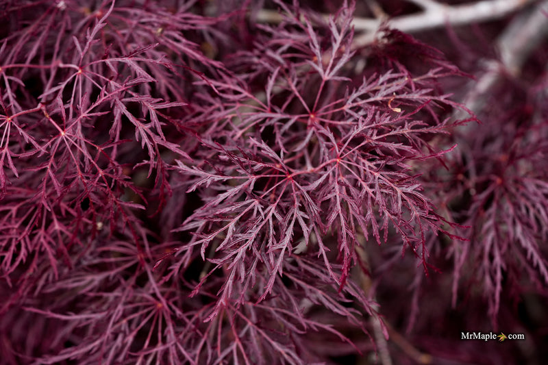 Acer palmatum 'Red Feathers' Dwarf Japanese Maple