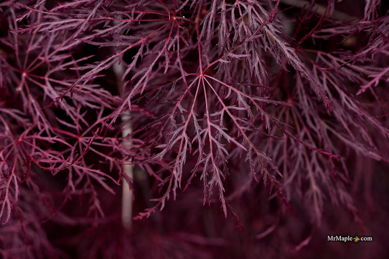 Acer palmatum 'Red Feathers' Dwarf Japanese Maple