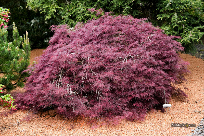 Acer palmatum 'Red Feathers' Dwarf Japanese Maple