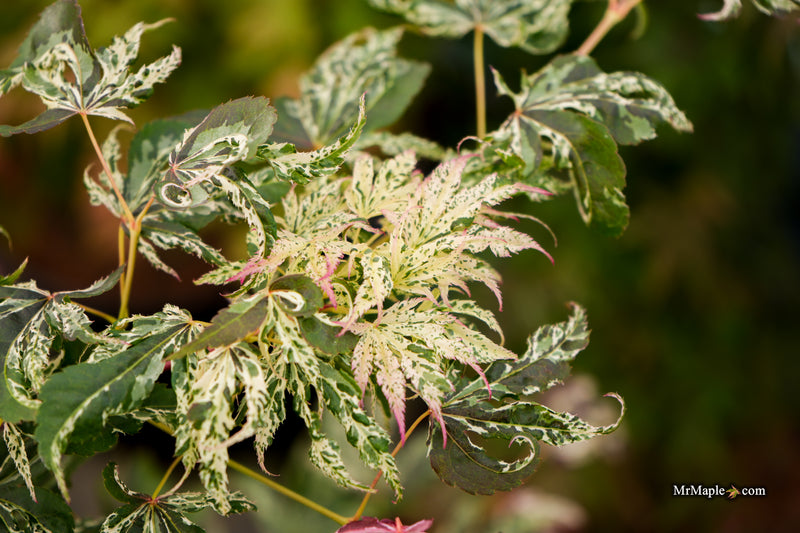 Acer palmatum 'Red Jaguar' Japanese Maple