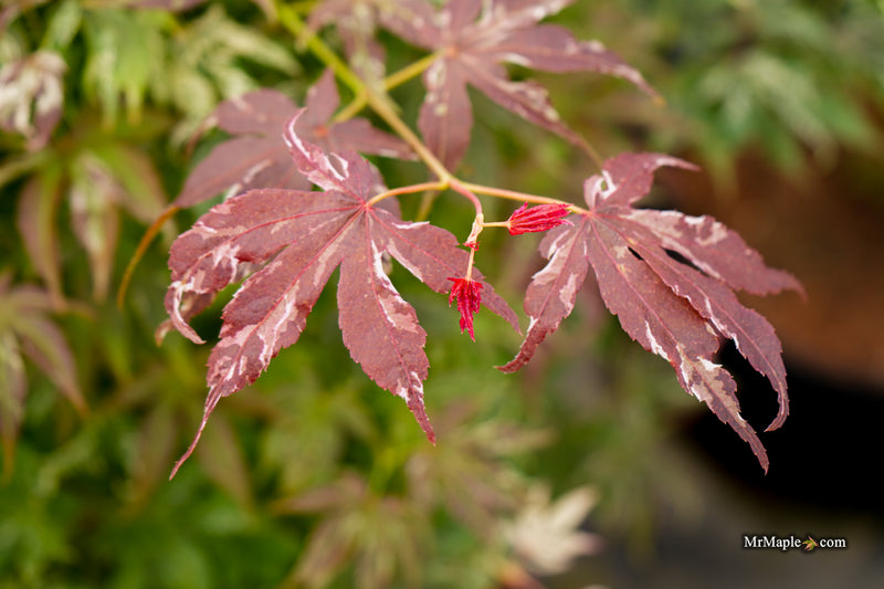 Acer palmatum 'Red Jaguar' Japanese Maple