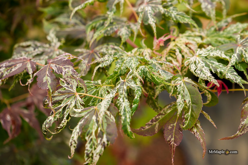 Acer palmatum 'Red Jaguar' Japanese Maple