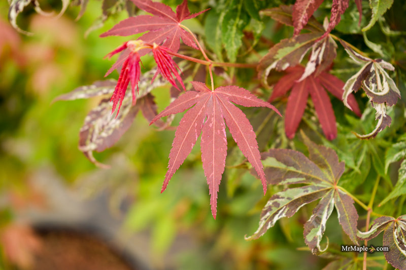 Acer palmatum 'Red Jaguar' Japanese Maple