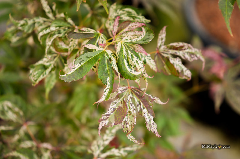 Acer palmatum 'Red Jaguar' Japanese Maple
