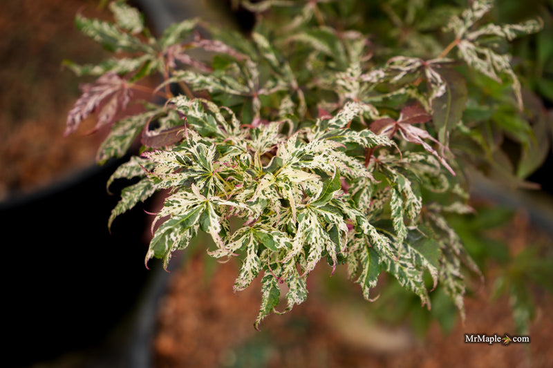 Acer palmatum 'Red Jaguar' Japanese Maple