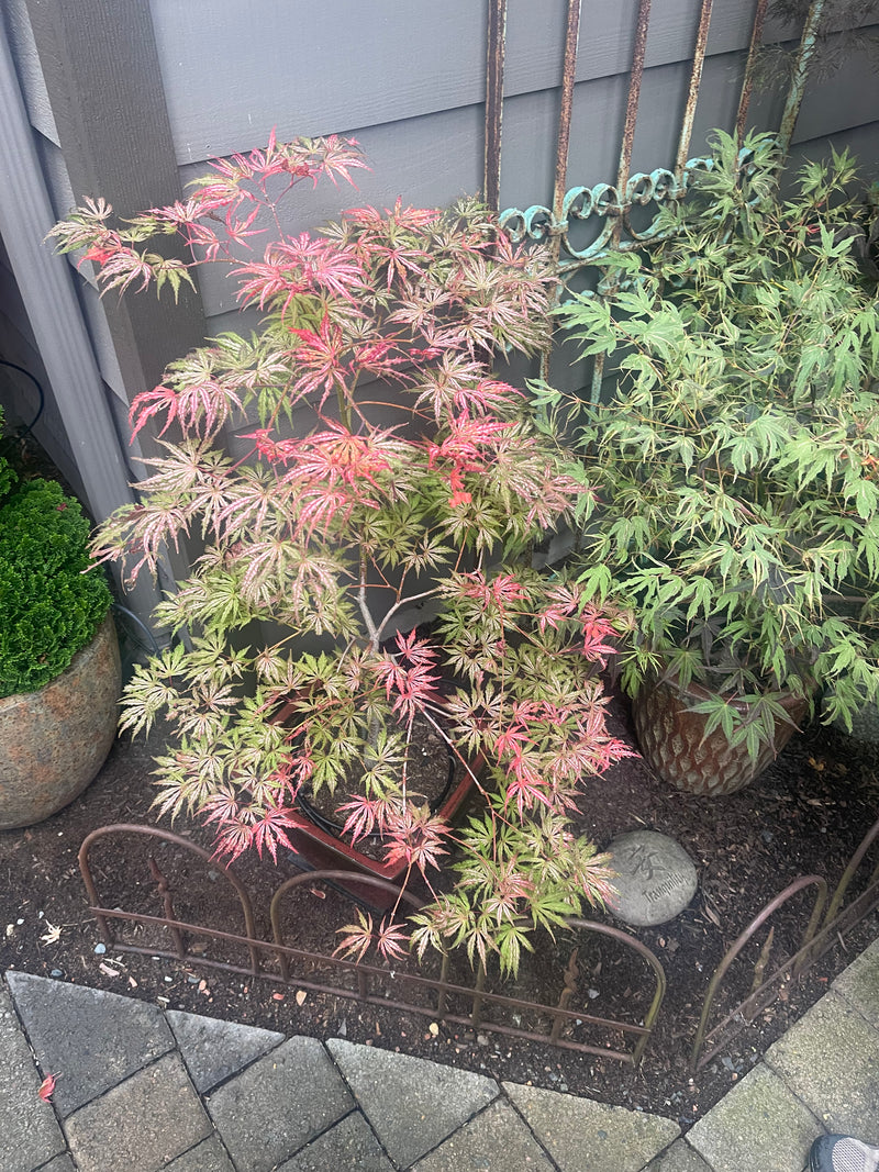 Acer palmatum 'Red Sparkle' Japanese Maple