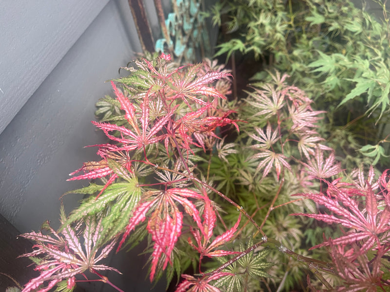 Acer palmatum 'Red Sparkle' Japanese Maple