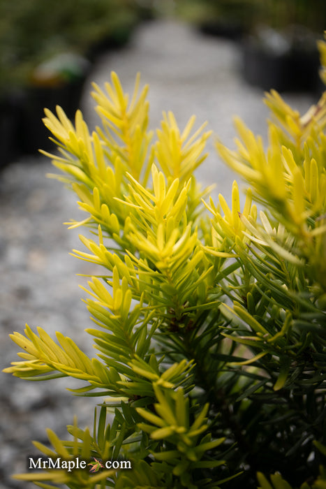 Taxus cuspidata 'Rezek's Gold' Dwarf Narrow Japanese Yew