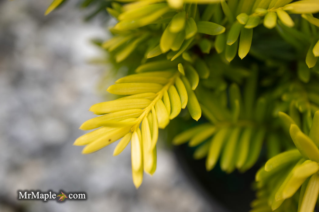 Taxus cuspidata 'Rezek's Gold' Dwarf Narrow Japanese Yew