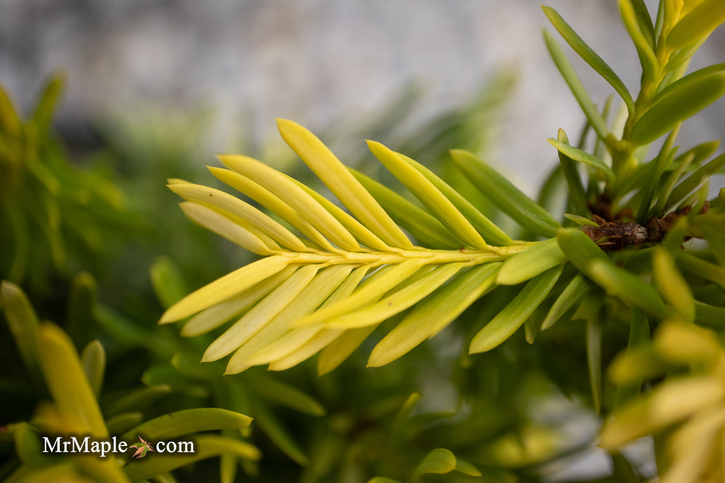 Taxus cuspidata 'Rezek's Gold' Dwarf Narrow Japanese Yew