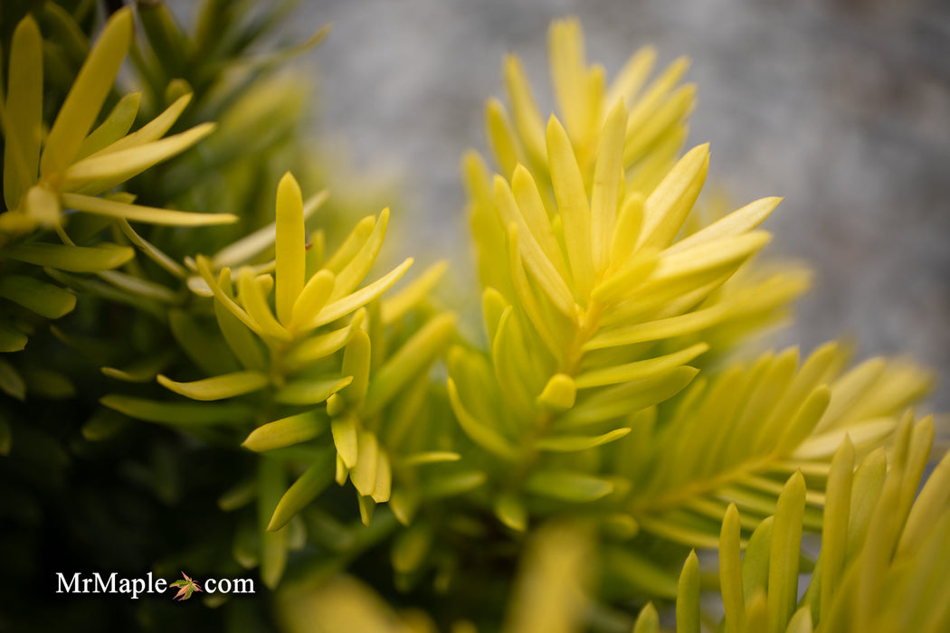 Taxus cuspidata 'Rezek's Gold' Dwarf Narrow Japanese Yew