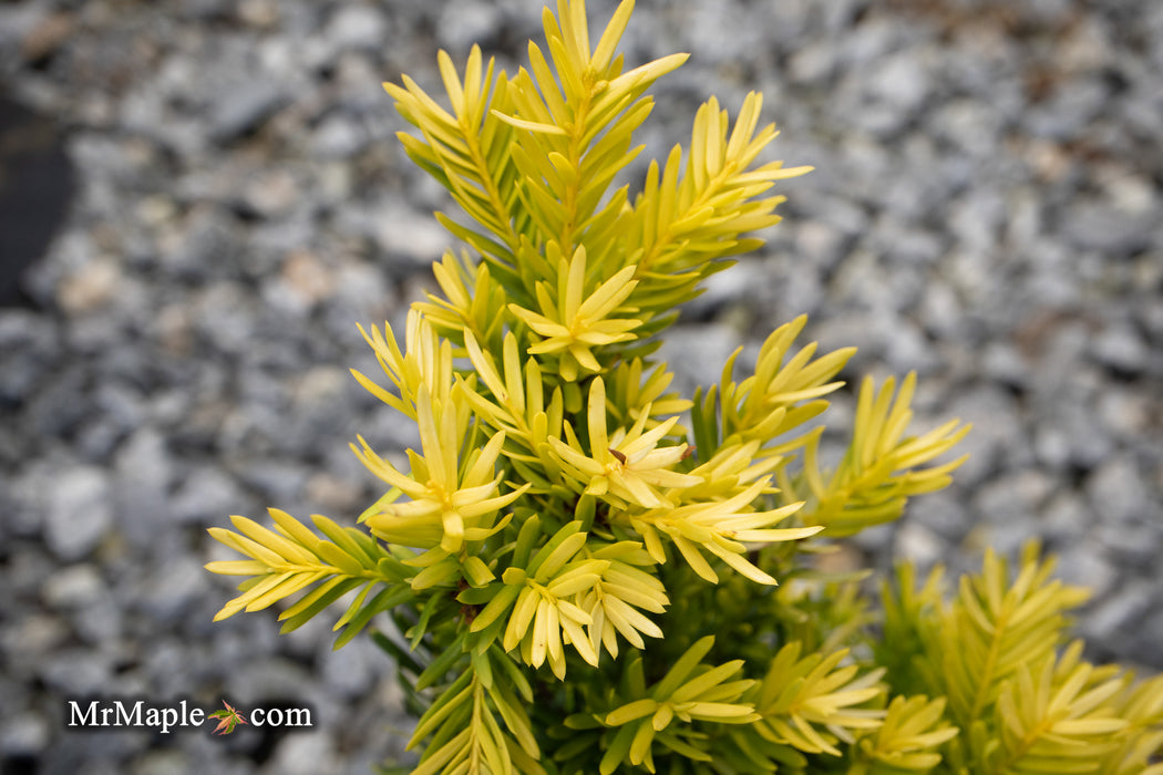 Taxus cuspidata 'Rezek's Gold' Dwarf Narrow Japanese Yew