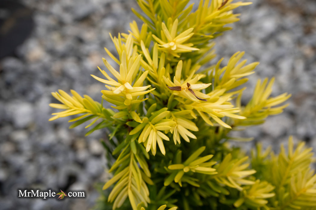 Taxus cuspidata 'Rezek's Gold' Dwarf Narrow Japanese Yew