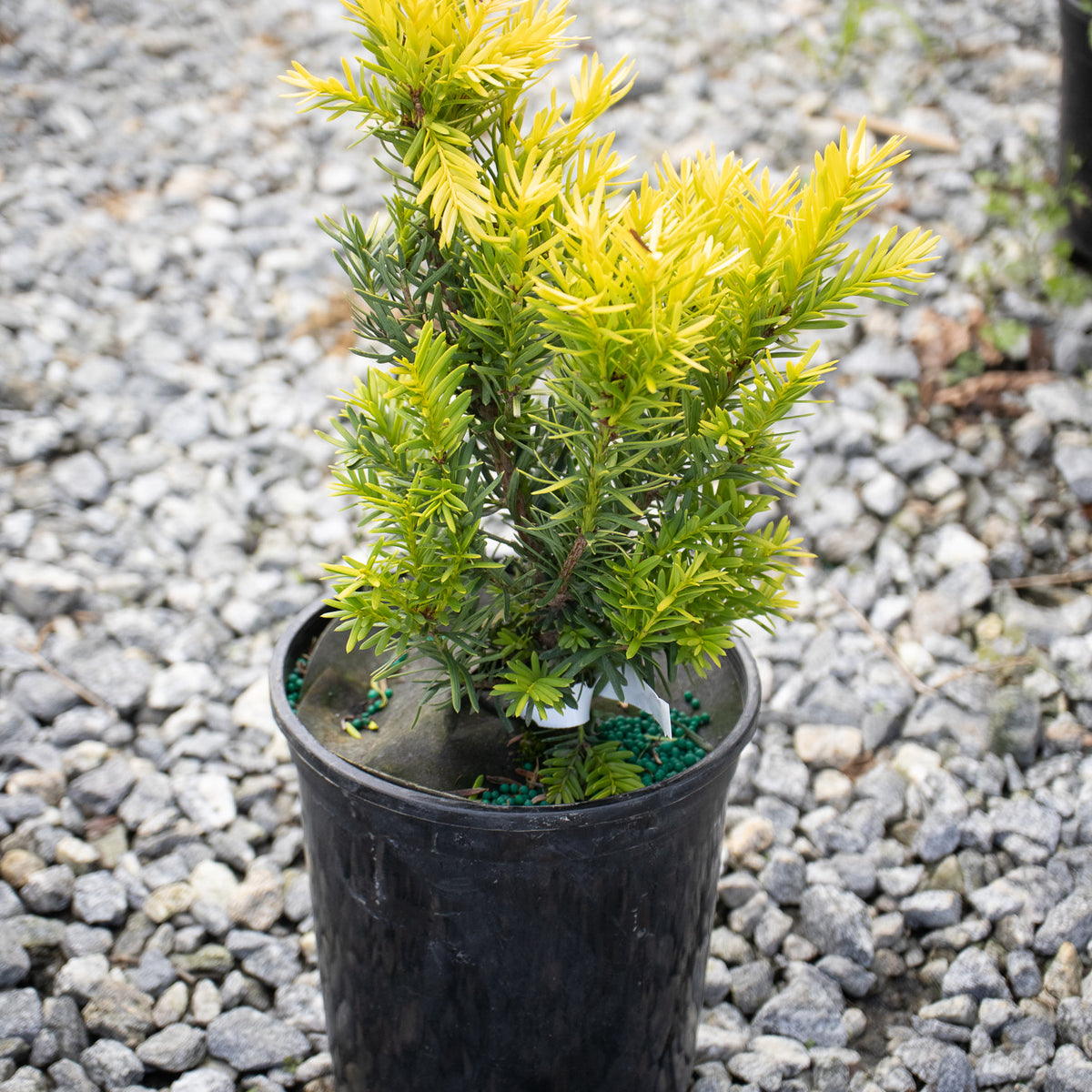 Buy Taxus cuspidata 'Rezek's Gold' Dwarf Narrow Japanese Yew — Mr