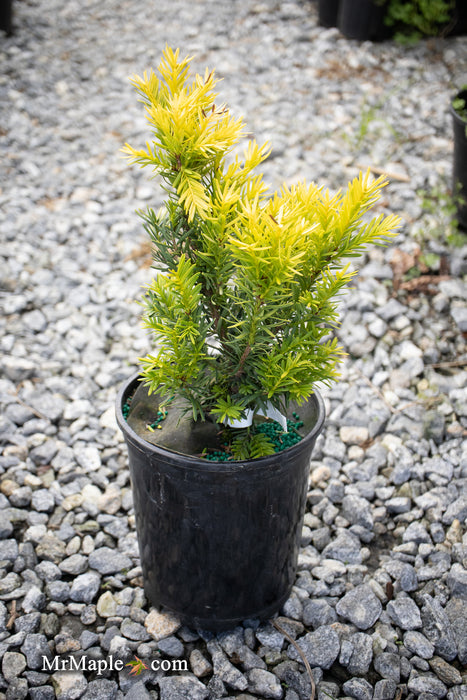 Taxus cuspidata 'Rezek's Gold' Dwarf Narrow Japanese Yew