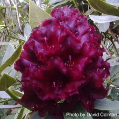 Buy Rhododendron 'Black Magic' Deep Red Blooms — Mr Maple │ Buy Japanese  Maple Trees