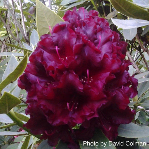 - Rhododendron 'Black Magic' Deep Red Blooms - Mr Maple │ Buy Japanese Maple Trees