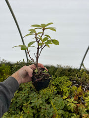 - Rhododendron 'Black Magic' Deep Red Blooms - Mr Maple │ Buy Japanese Maple Trees