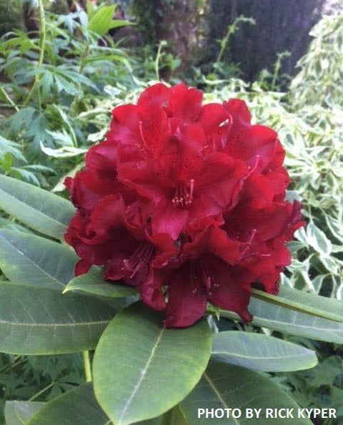 - Rhododendron 'Black Magic' Deep Red Blooms - Mr Maple │ Buy Japanese Maple Trees