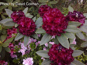 - Rhododendron 'Black Magic' Deep Red Blooms - Mr Maple │ Buy Japanese Maple Trees