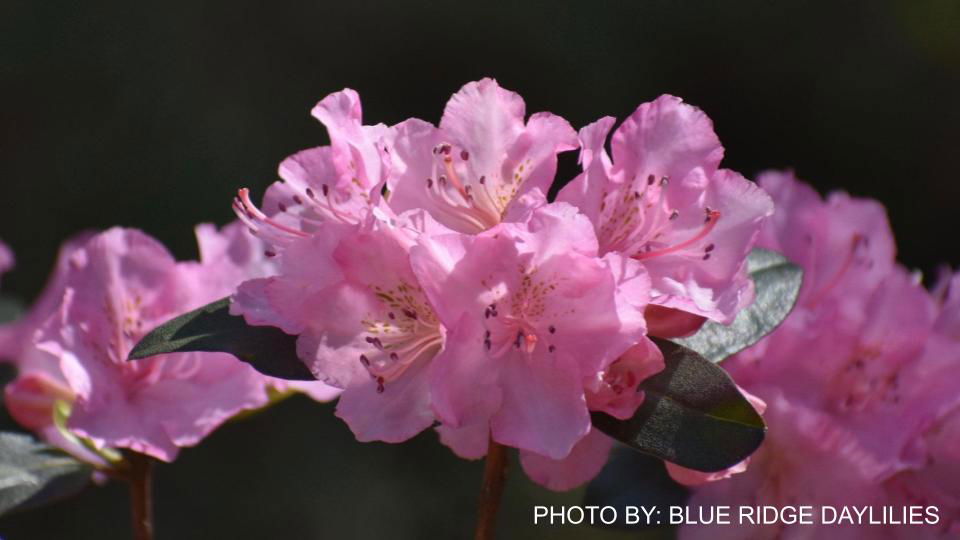 Buy Rhododendron 'Bubblegum' Pink Blooms — Mr Maple │ Buy Japanese Maple  Trees