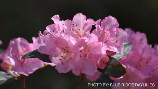 - Rhododendron 'Bubblegum' Pink Blooms - Mr Maple │ Buy Japanese Maple Trees