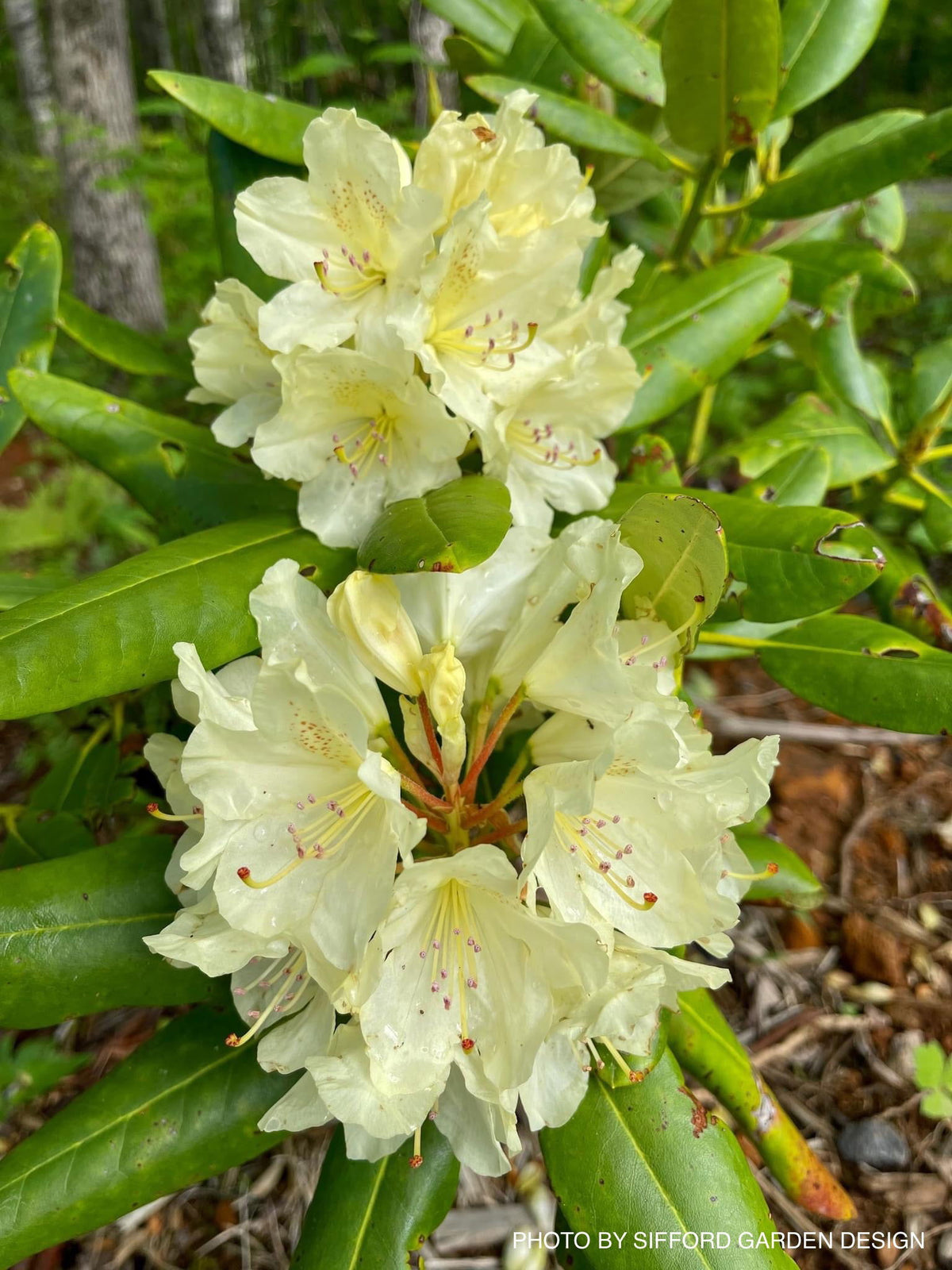Capristano Rhododendron Buy Rhododendron 'Capistrano' Yellow Blooms — Mr Maple │ Buy Japanese ...