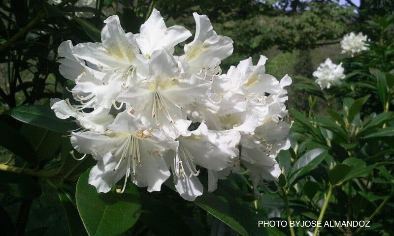 Buy Rhododendron 'Cunningham White' White Blooms — Mr Maple │ Buy Japanese  Maple Trees