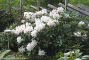 - Rhododendron 'Cunningham White' White Blooms - Mr Maple │ Buy Japanese Maple Trees