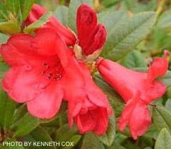 Buy Rhododendron 'Elizabeth' Bright Red Blooms — Mr Maple │ Buy Japanese  Maple Trees