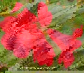 - Rhododendron 'Elizabeth' Red Blooms - Mr Maple │ Buy Japanese Maple Trees