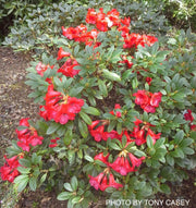 - Rhododendron 'Elizabeth' Red Blooms - Mr Maple │ Buy Japanese Maple Trees