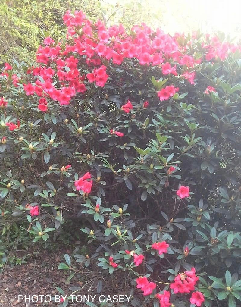 - Rhododendron 'Elizabeth' Red Blooms - Mr Maple │ Buy Japanese Maple Trees