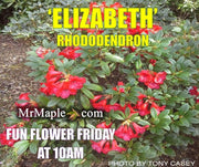 - Rhododendron 'Elizabeth' Red Blooms - Mr Maple │ Buy Japanese Maple Trees