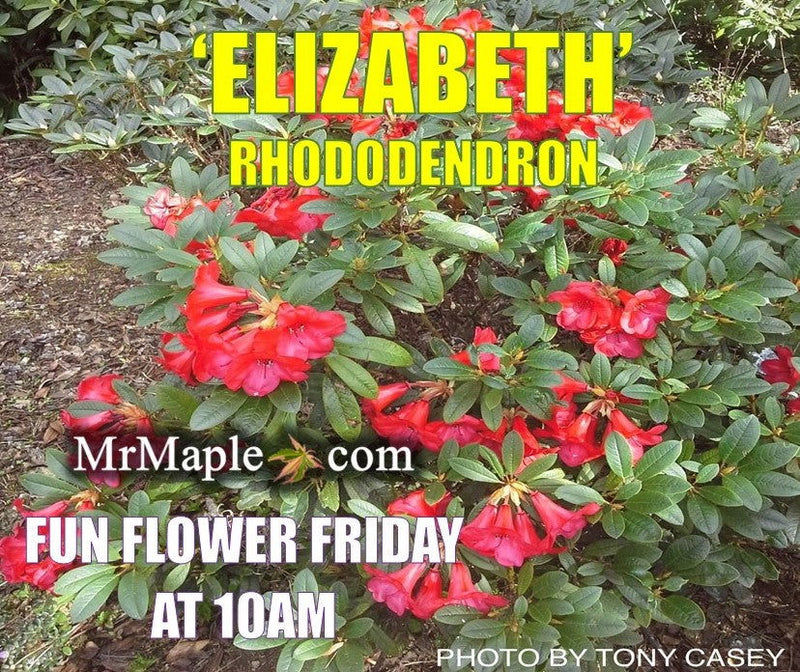 - Rhododendron 'Elizabeth' Red Blooms - Mr Maple │ Buy Japanese Maple Trees