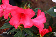 - Rhododendron 'Elizabeth' Red Blooms - Mr Maple │ Buy Japanese Maple Trees