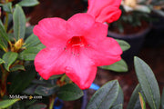 - Rhododendron 'Elizabeth' Red Blooms - Mr Maple │ Buy Japanese Maple Trees