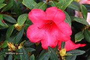 - Rhododendron 'Elizabeth' Red Blooms - Mr Maple │ Buy Japanese Maple Trees