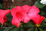 - Rhododendron 'Elizabeth' Red Blooms - Mr Maple │ Buy Japanese Maple Trees