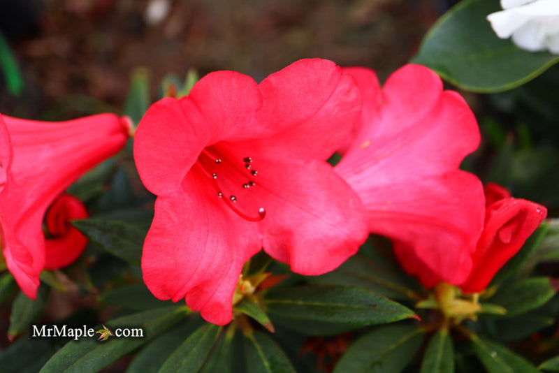- Rhododendron 'Elizabeth' Red Blooms - Mr Maple │ Buy Japanese Maple Trees