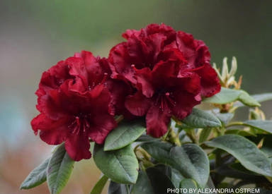 - Rhododendron 'Firestorm' Deep Red Blooms - Mr Maple │ Buy Japanese Maple Trees