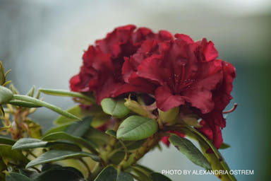 - Rhododendron 'Firestorm' Deep Red Blooms - Mr Maple │ Buy Japanese Maple Trees