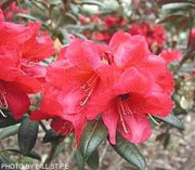 - Rhododendron 'Fred Peste' Deep Red Blooms - Mr Maple │ Buy Japanese Maple Trees